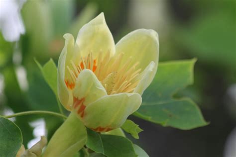 Whats In Bloom Tulip Poplar Virginia Working Landscapes