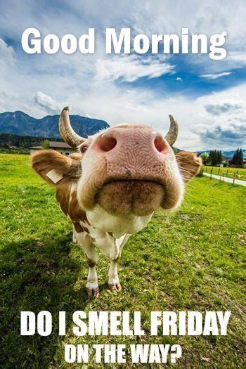 Some people see thursdays as just one more step closer to getting a break, but other people would simply much rather get all of the waiting over and done with. Good Morning Do I Smell Friday | Morning quotes funny ...