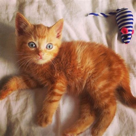 Ginger From E Readers Cutest Cats Of 2014 E News