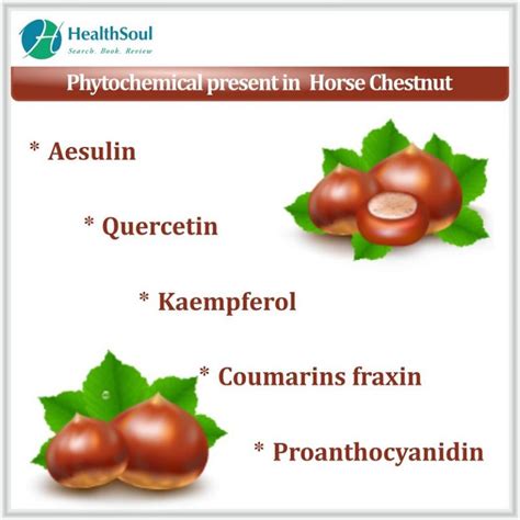 Horse Chestnut Benefits Healthsoul