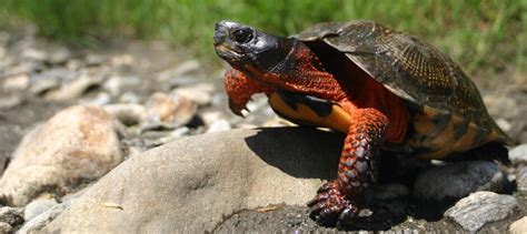 Wood Turtles Have Lost More Than Half Of Their Suitable Habitat The
