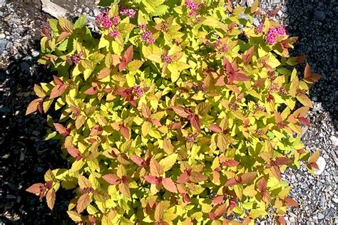 'anthony waterer' japanese spirea, a cultivar that has been around for generations. Spirea japonica 'Rainbow Fizz'