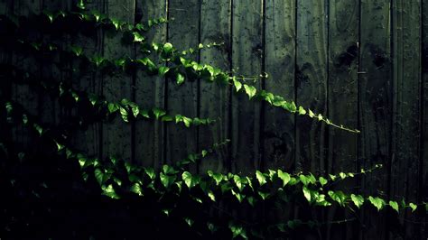54 Vine HD Wallpapers | Background Images - Wallpaper Abyss