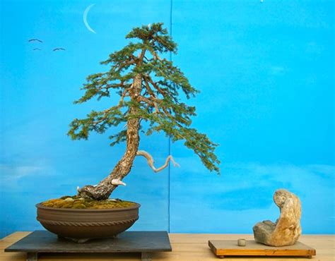 Making formal upright bonsai from alberta spruce. If It Ain't Fun, It Ain't Bonsai | Bonsai Bark