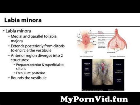 Vulva Anatomy A Guide To Your Private Parts From Anatomy Of The Vulva