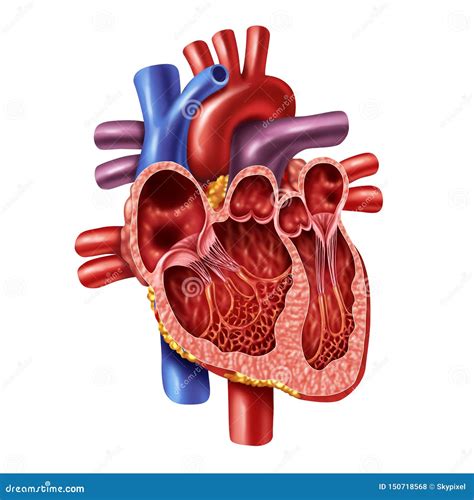 Anatomía Interna Del Corazón Humano Stock De Ilustración Ilustración