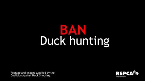 Duck Hunting Why It Needs To Stop Youtube