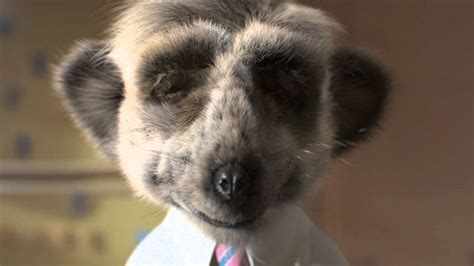 Sergei With Out His Glasses Meerkat Loveable Coronation Street