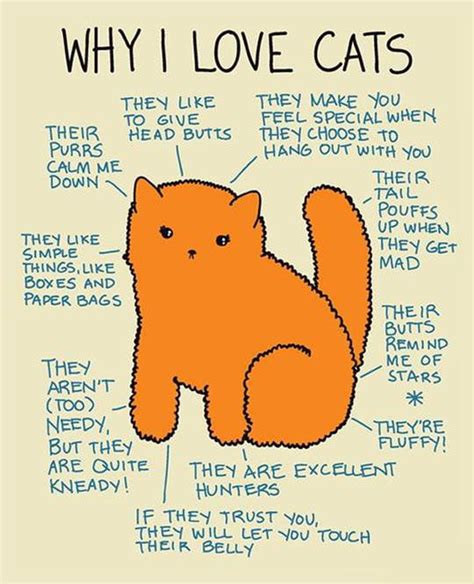 why i love cats 9gag