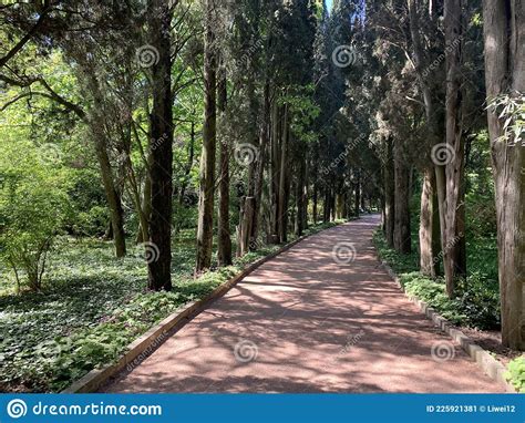 Green Alley With Trees Stock Image Image Of Bright 225921381