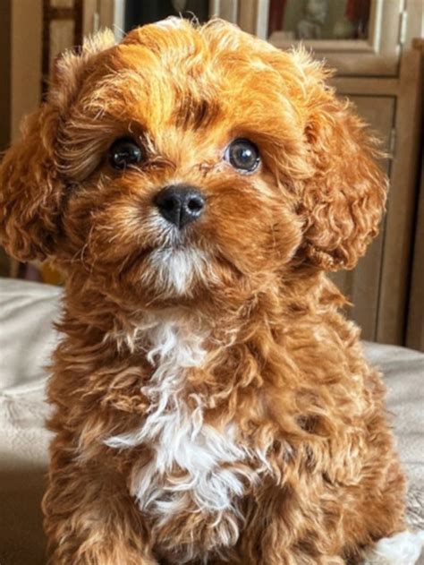 8 Amazing Facts About Cavapoo Dog Breeds