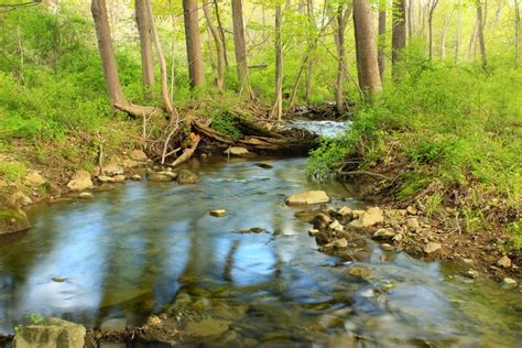 Free Images Tree Nature Forest Creek Swamp Wilderness Hiking