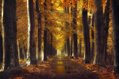 Fall Gold Path Trees Forest Leaves Rain Water Nature Landscape Dirt Road Wallpapers Hd