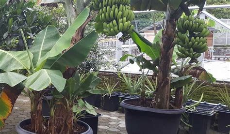 Cara Membuat Pohon Pisang Pendek