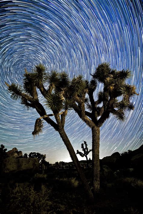 A Star Trail Over Joshua Tree Smithsonian Photo Contest Smithsonian