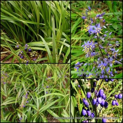 Dianella Tasmanian Flax Lily X 1 Blue Flowering Lilly Plants Australian