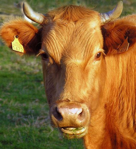 He has also achieved numerous laboratory breakthroughs in the programming of automated liquid handling robots for sample preparation and. The Most Beautiful Cow Breeds