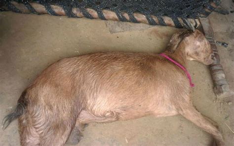 【狂気】妊娠中のヤギが8人の男性に集団レイプされ死亡 インド ポッカキット
