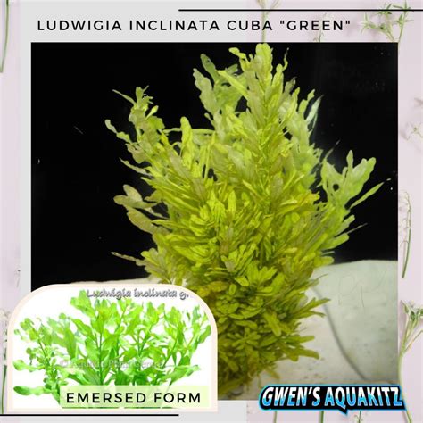 Ludwigia Aquatic Plants White Senegalensis Sphaerocarpa Inclinata