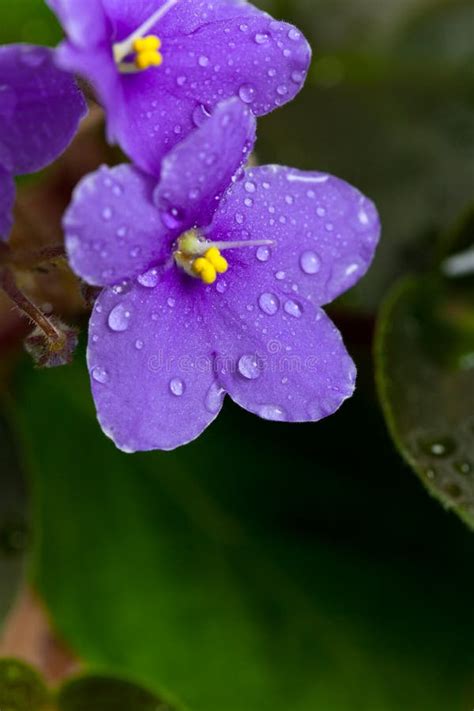 African Violets Stock Images Download 738 Royalty Free Photos Page 4