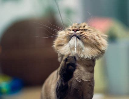 It's so strange though, because it will look like it's growing back. Psychogenic Alopecia Cat Losing Hair On Legs