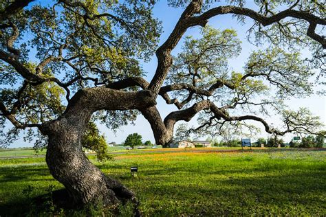 The Average Lifespan And Cycle Of An Oak Tree Treenewal