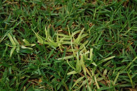 Close Up Of Bermudagrass White Leaf Pace Turf Photo Gallery