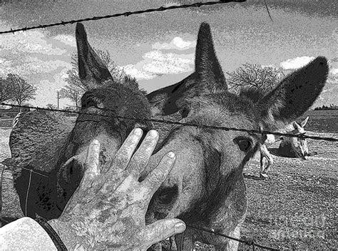 Dont Bite The Hand That Feeds You Photograph By David Carter Fine Art