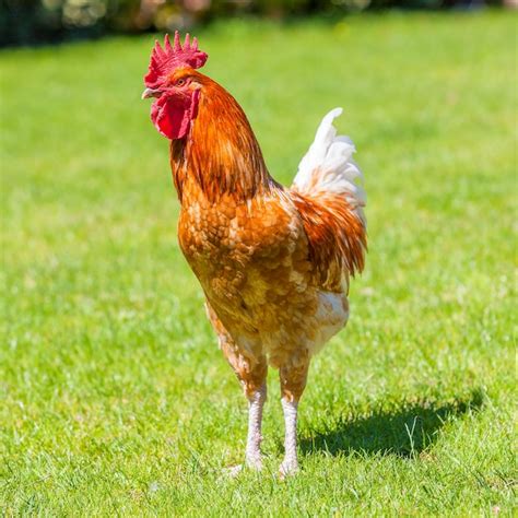 Premium Photo Beautiful Cock On Green Grass In Spring