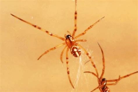 Since the females commonly eat their mate after mating (as do many other spiders). Baby Black Widow Spider Facts and Pictures | HowChimp