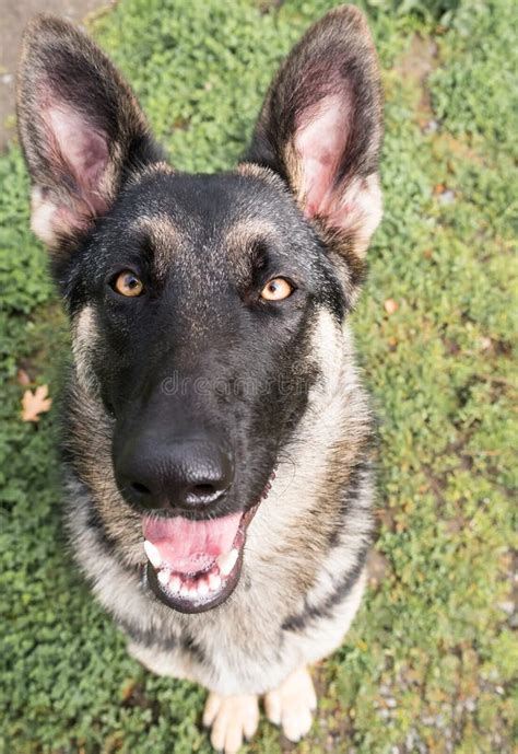 Top View Of German Shepherd Dog Face With Open Mouth Displaying Tongue