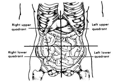 In anatomy and physiology, you'll learn how to divide the abdomen into nine different regions and four different quadrants. Nurses' Death Notes: ORGANS IN THE BODY QUADRANTS AND REGIONS