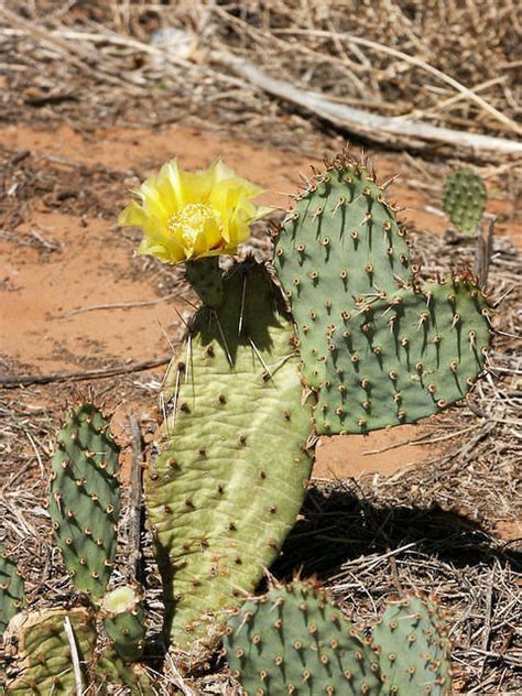 Create a living work of art with a variety of flowers and plants, colors, and textures. Prickly Pear Cactus in New Mexico