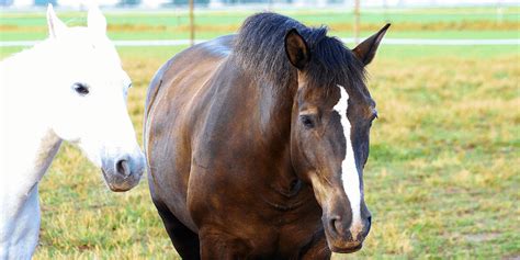 bay horse color genetics shades breeds famous bay horses helpful horse hints