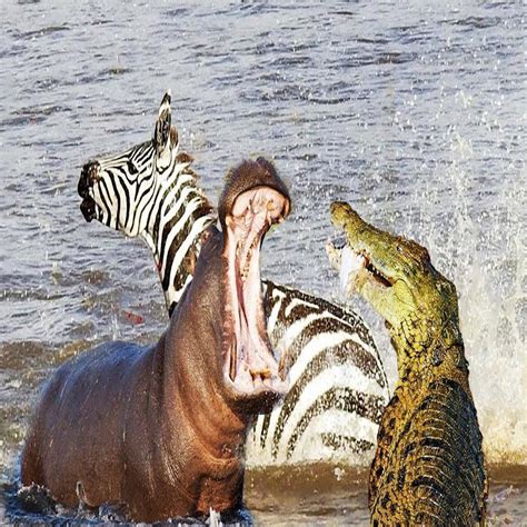 Hippo Vs Crocodile Angry Hippo Attack Crocodile Save Zebra Hors