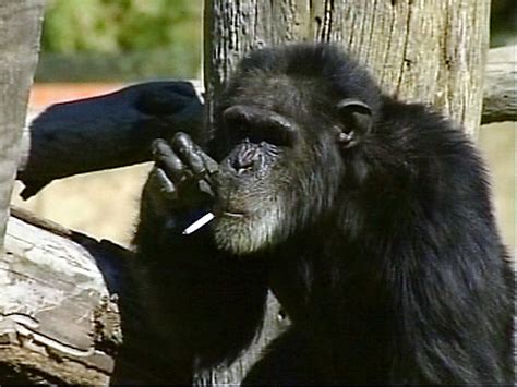 Funny Monkey Smoking