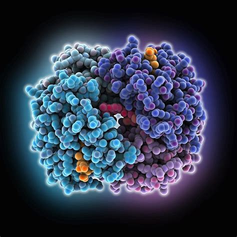 Haemoglobin Molecular Model Photograph By Science Photo Library Fine