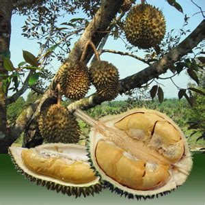 And in my opinion — it's delicious. Durian Info: The Origin of Durian