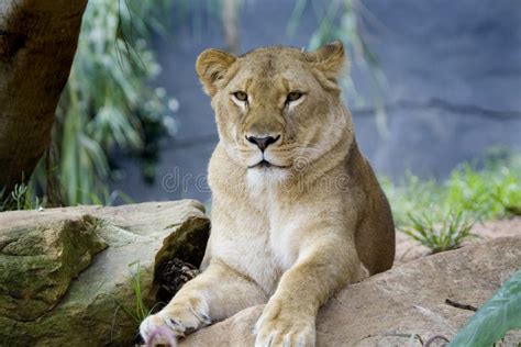 Lion Looking At Prey Stock Photo Image Of Female Wildlife 18003366