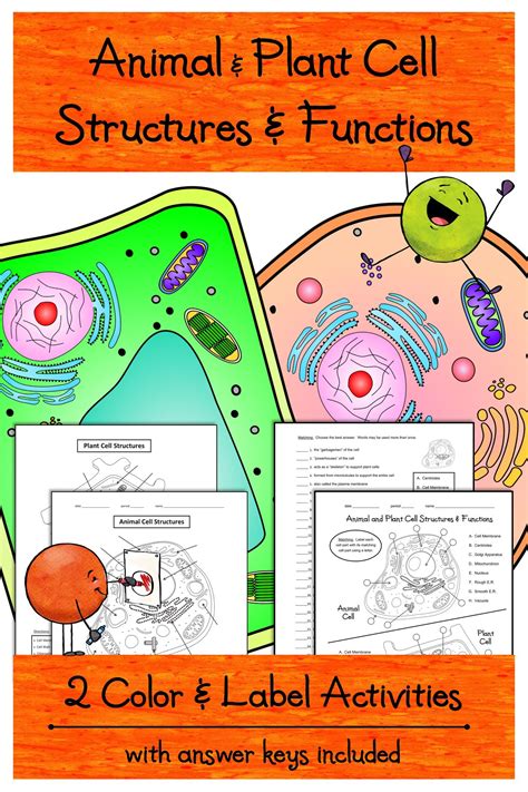 Animal And Plant Cell Structures And Functions 4 Worksheet Activities
