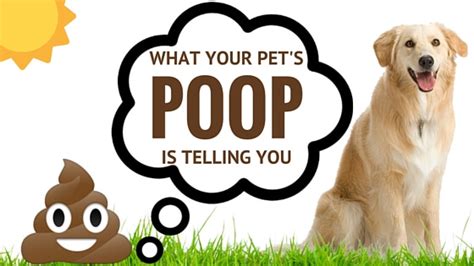 Get The Scoop What Your Pets Poop Is Telling You