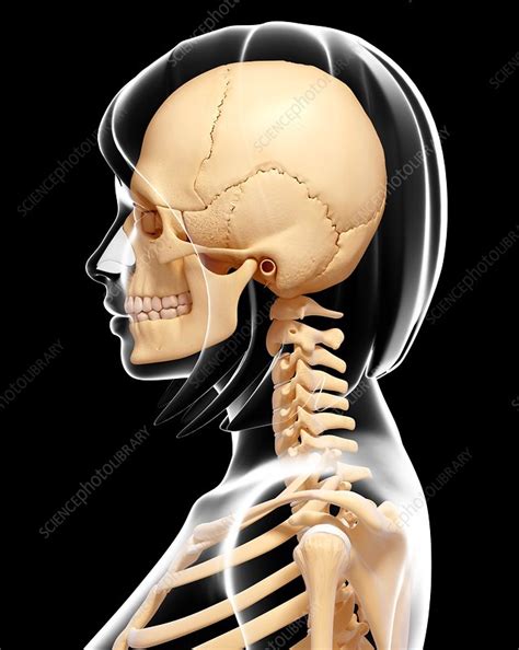 The skull contains 28 human baby brains are unusually large by mammalian standards, so some sort of compromise during. Human skull and neck bones, artwork - Stock Image - F010 ...