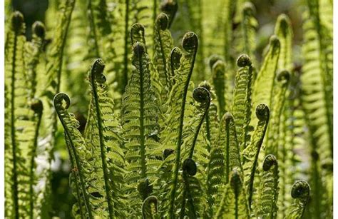 How To Identify Cook And Eat Edible Ferns The Best Way Survival