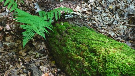 Moss Growing On A Fallen Tree Free Stock Video