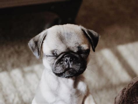 30 Pictures That Show Teacup Pugs Are The Cutest Dogs Ever The Paws