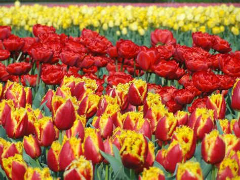 Fotos Gratis Campo Flor Florecer Floral Tulipán Primavera Rojo