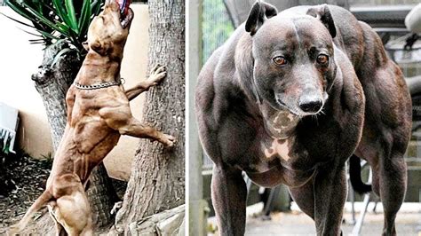 Top 10 Strongest Dog Breeds 2016 Youtube