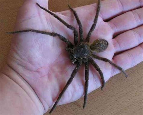 A Bite From The Brazilian Wandering Spider Can Lead To A Painful Erection That Lasts For Many