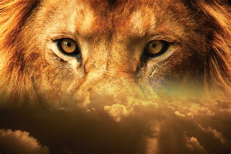 Download Lion Eyes Sky Royalty Free Stock Illustration Image Pixabay