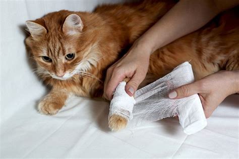 How To Clean A Cat Wound Step By Step Guide Cats Com